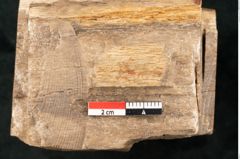 Foto (Detailansicht) von Quercus sp.  (NHMW-GEO-2024-0188-11583)
